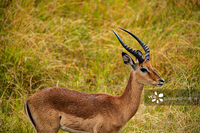 侧面视角的鹿站在田野上图片素材