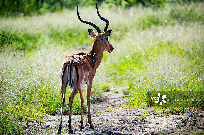 侧面视角的鹿站在田野上图片素材