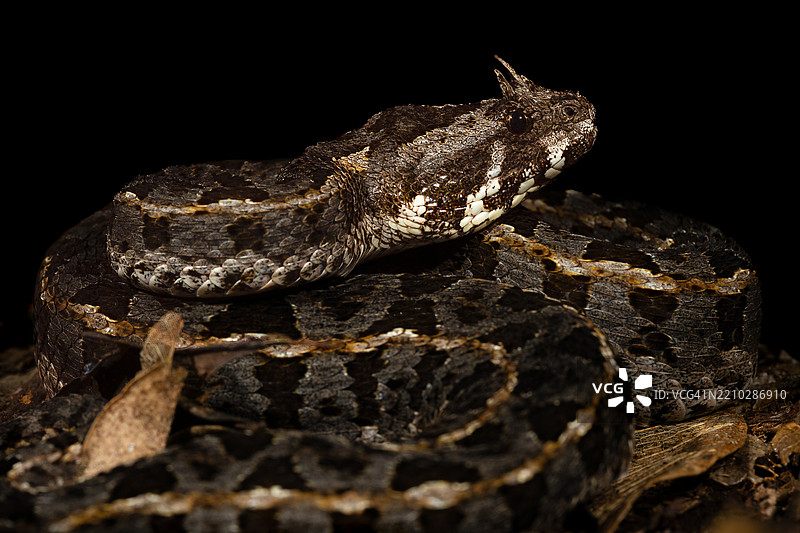 毒蛇特写图片素材