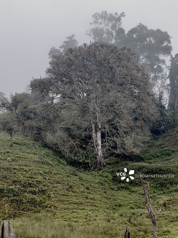 哥伦比亚加拉戈阿的森林中的树木图片素材