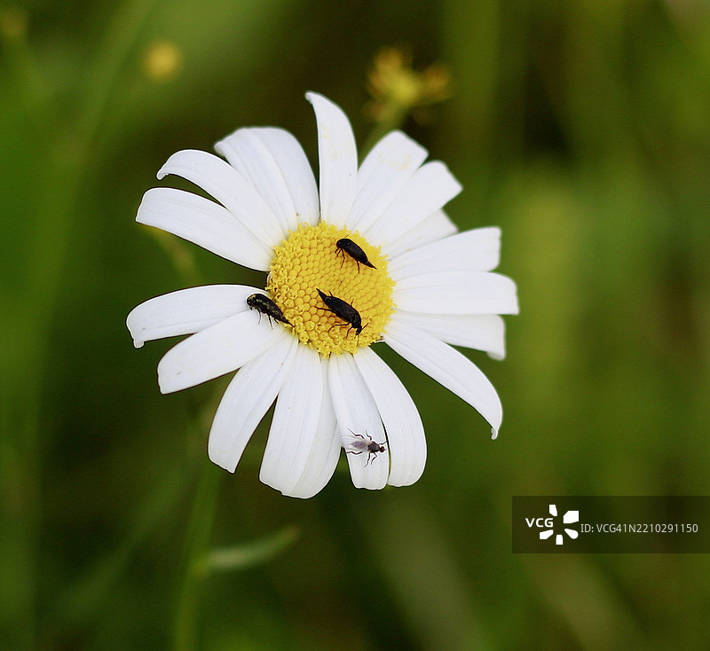 昆虫在花朵上的特写镜头图片素材