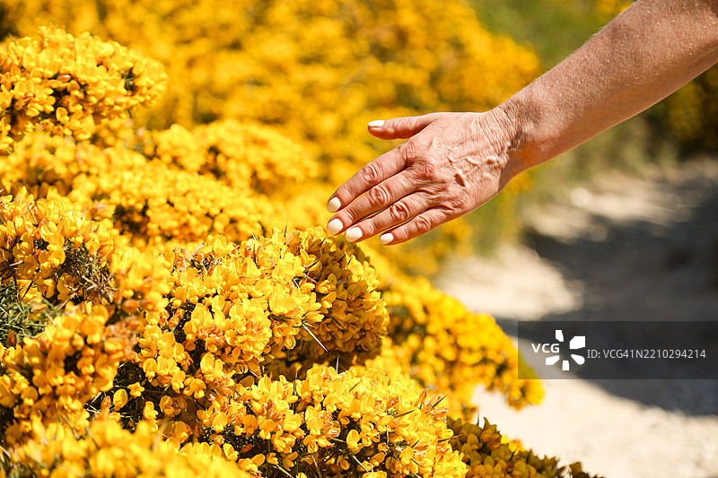 手伸向阳光明媚的小径上的黄色荨麻花图片素材