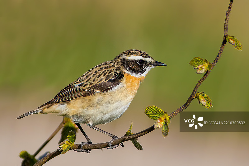 鸟类栖息在树枝上的特写图像，草鹨（Saxicola rubetra）图片素材