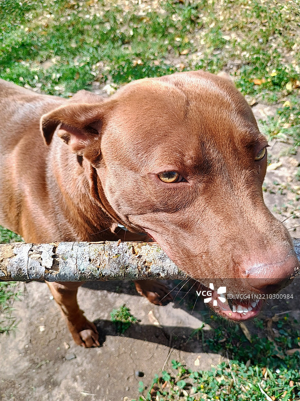 狗在吃棍子的特写，德克萨斯州，美国图片素材