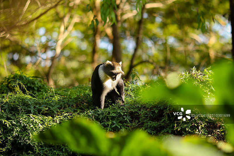 内罗毕国家公园是位于肯尼亚的一个国家公园，成立于1946年，距离内罗毕市中心约7公里。图片素材