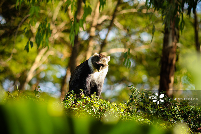内罗毕国家公园是位于肯尼亚的一个国家公园，成立于1946年，距离内罗毕市中心约7公里。图片素材
