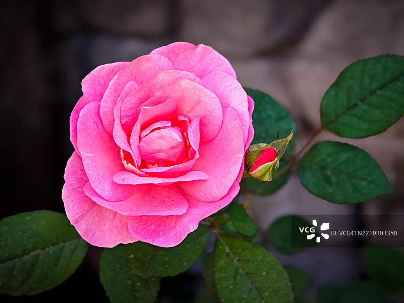 紧紧抓住那些在你隐形时注意到你的人 - 查尔斯·布考斯基图片素材