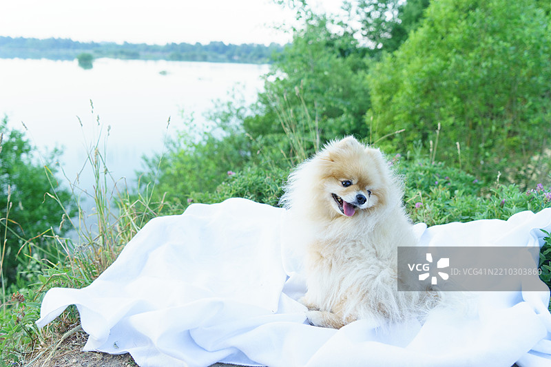 坐在草地上的博美犬肖像图片素材