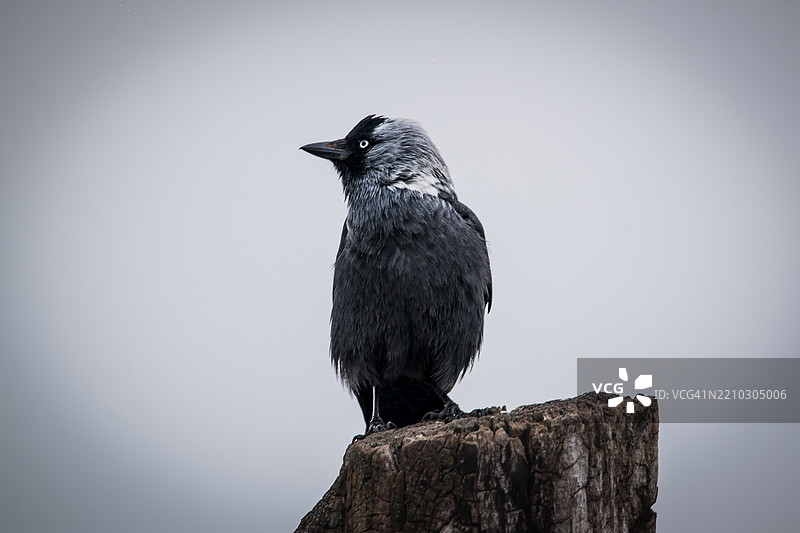 乌鸦栖息在木桩上的特写，克拉约瓦，多尔日，罗马尼亚图片素材