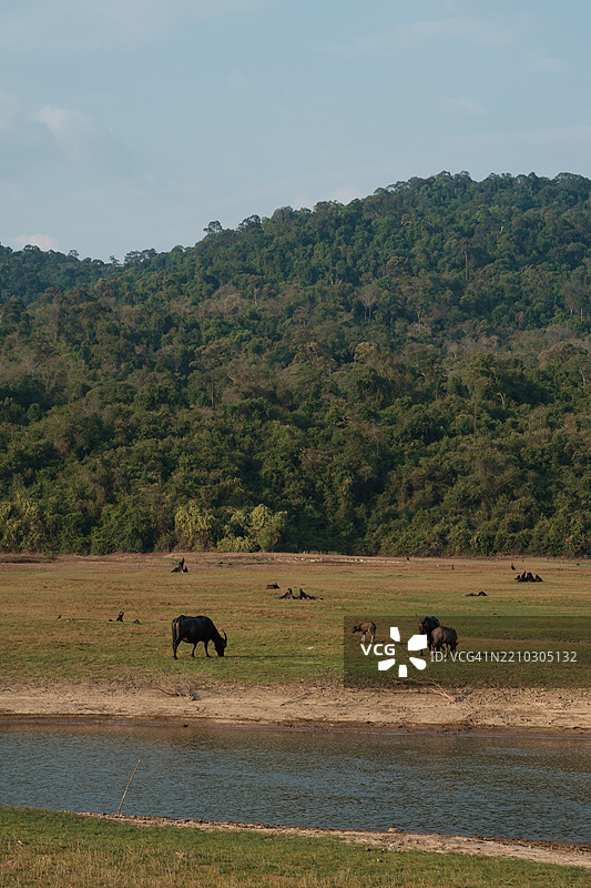 泰国湿地的风景图片素材