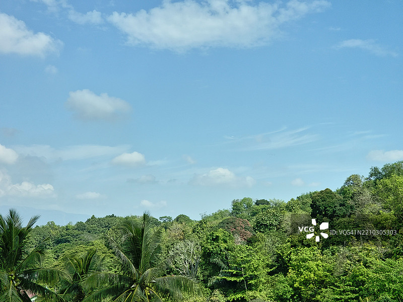 低角度视图的树木与天空相对照图片素材