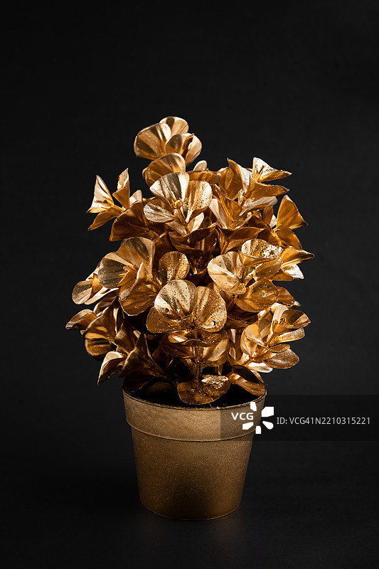 黑色背景上的金色花朵盆栽。图片素材