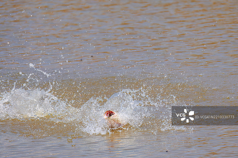 用诱饵捕获的蛇头鱼（Carmuchee，Channa argus，福尔摩沙泥鳅科）。图片素材
