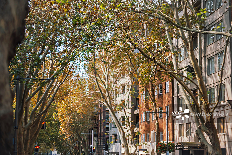 悉尼的老公寓楼和秋天的树木图片素材