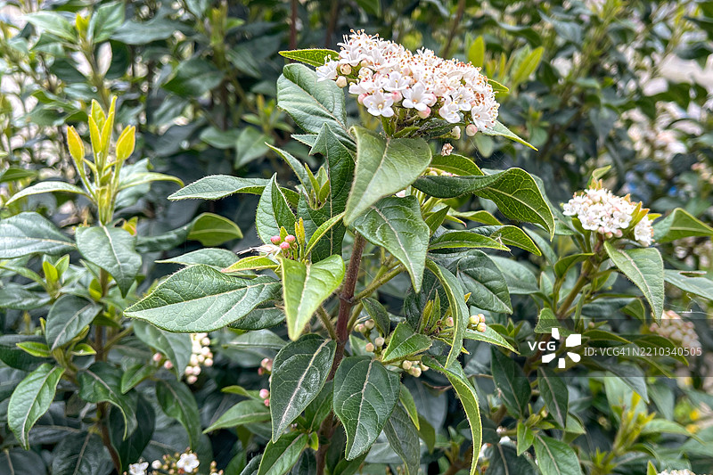 月桂忍冬 (Viburnum Tinus)图片素材
