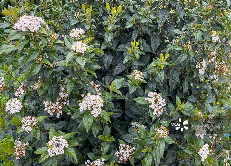 月桂忍冬 (Viburnum Tinus)图片素材