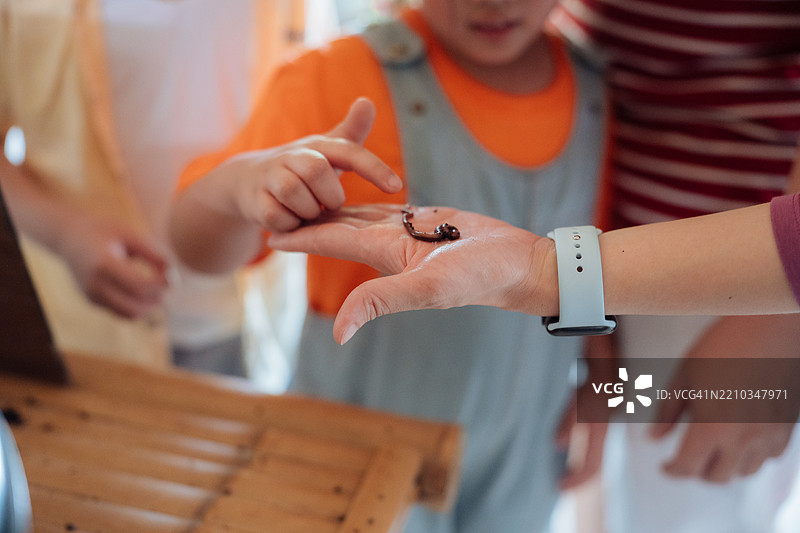 孩子们的手握着在塑料容器中收集的虫子，用于生物课项目图片素材