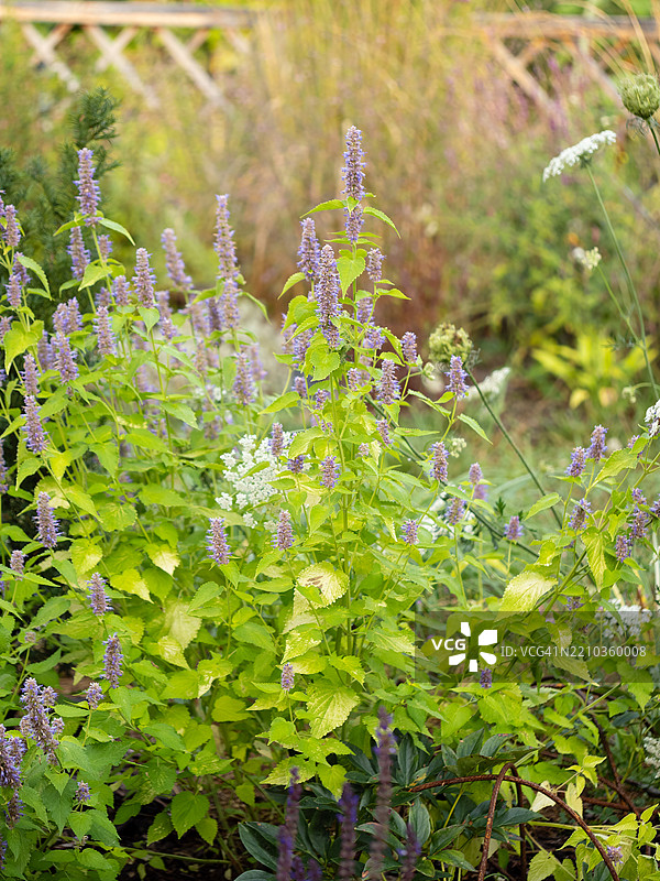 夏季后院花园中盛开的茴香薄荷。现代乡村小屋花园，混合边界中的观赏植物。香草薄荷，蓝色巨型薄荷，芳香巨型薄荷，薰衣草巨型薄荷。图片素材