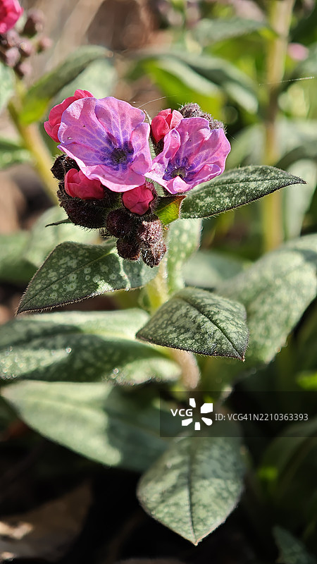 春季粉色肺草花的特写，背景自然。图片素材