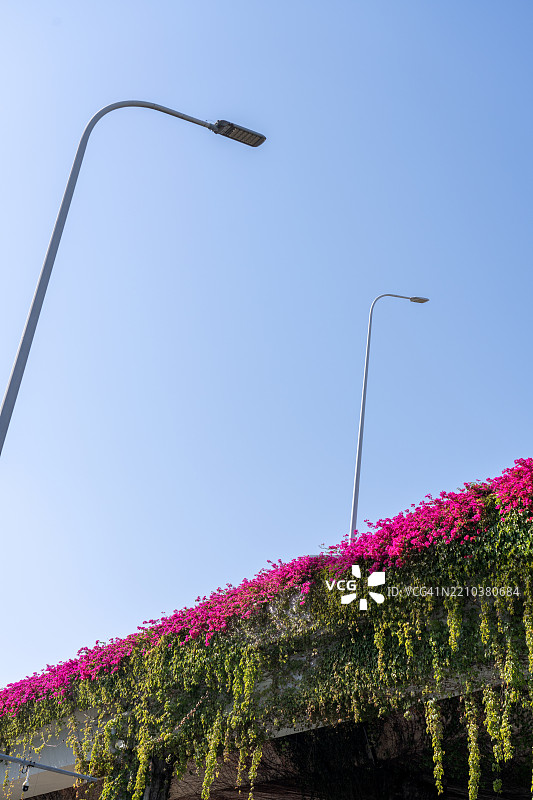 粉色花朵与街灯映衬在绿意盎然的墙面上图片素材