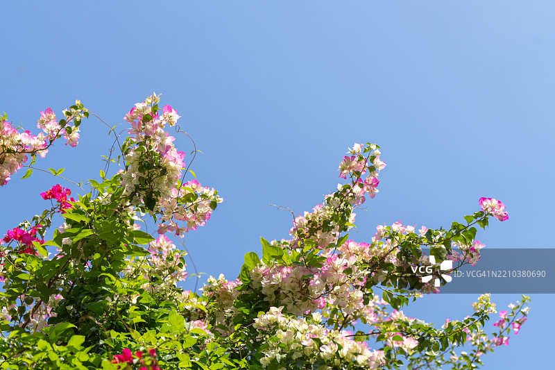 粉色和白色花朵映衬蓝天图片素材