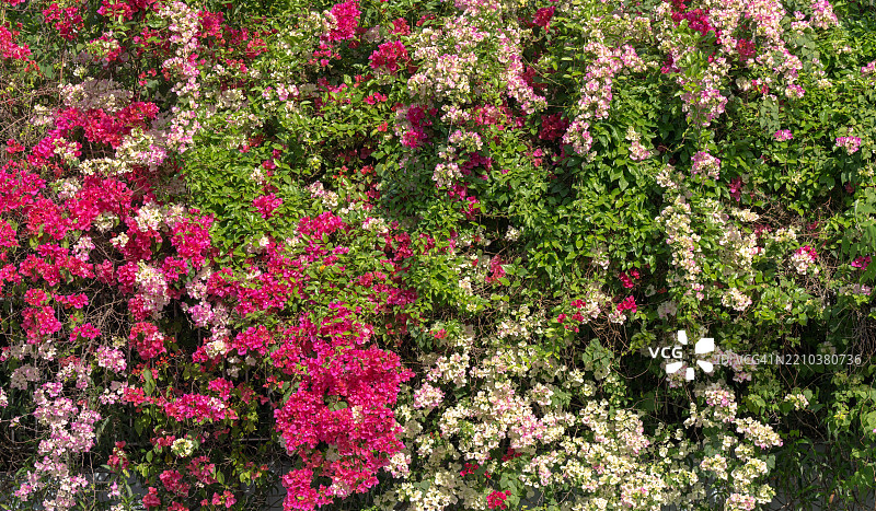 盛开的五彩缤纷的九重葛灌木图片素材