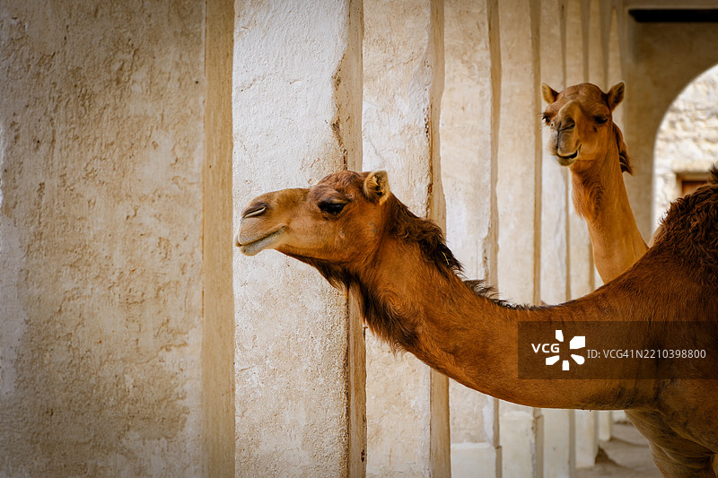 骆驼站在谷仓里图片素材