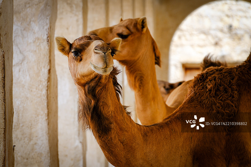 骆驼站在谷仓里图片素材