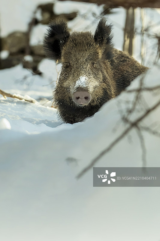 野猪在覆盖着雪的田野上特写镜头图片素材
