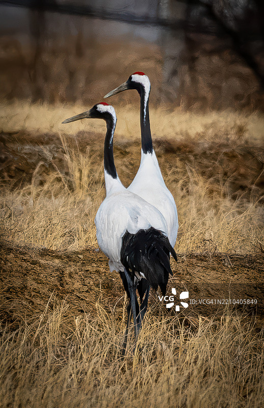 田野上的鹤特写图片素材