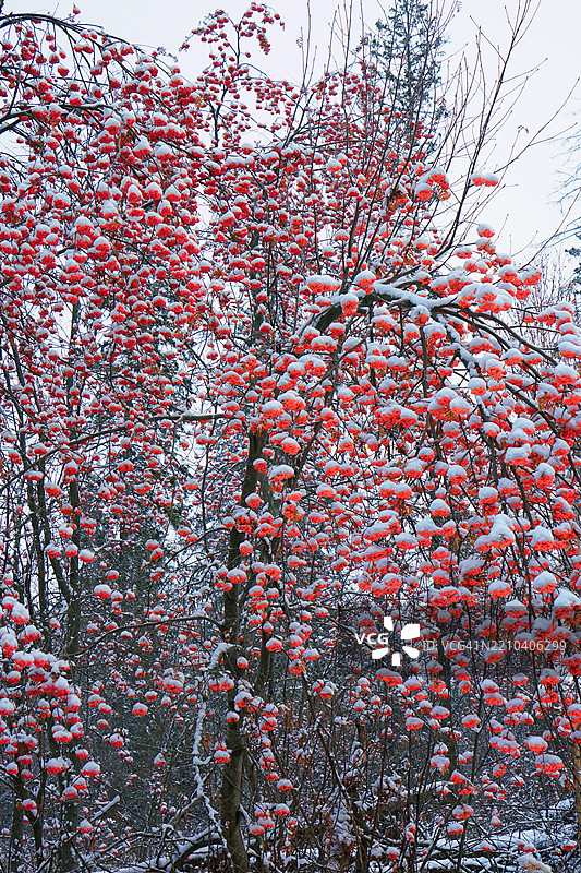 低角度视图的开花树与天空相映成趣图片素材