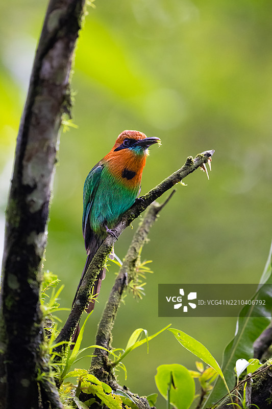 宽嘴鸟（Electron platyrhynchum）是摩摩鸟科的一种鸟类。图片素材