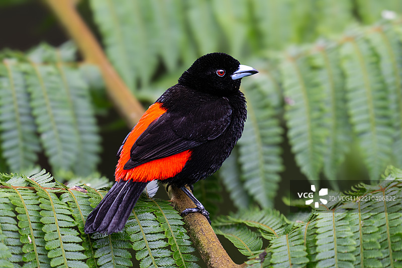 猩红臀雀（Ramphocelus passerinii）是一种鸣禽。图片素材