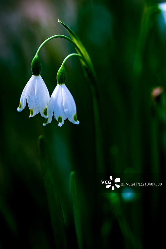 湿润的白色开花植物特写，阿拉巴马州，美国图片素材