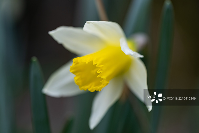 黄色水仙花的特写镜头图片素材