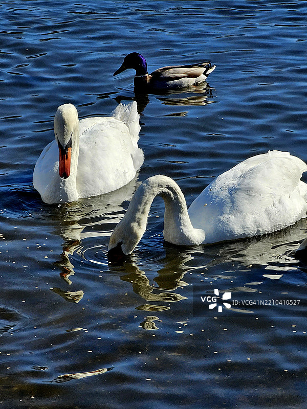 天鹅在湖中游泳的特写镜头图片素材