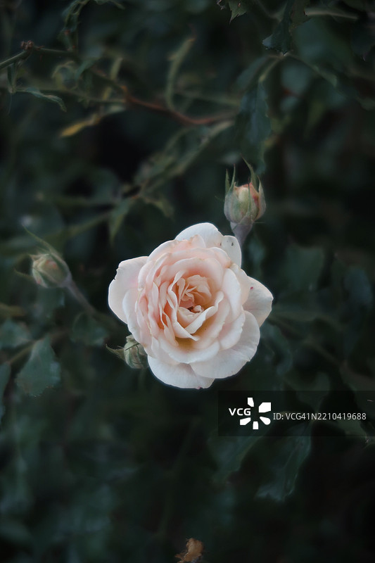 玫瑰花特写，康科德，新罕布什尔州，美国图片素材