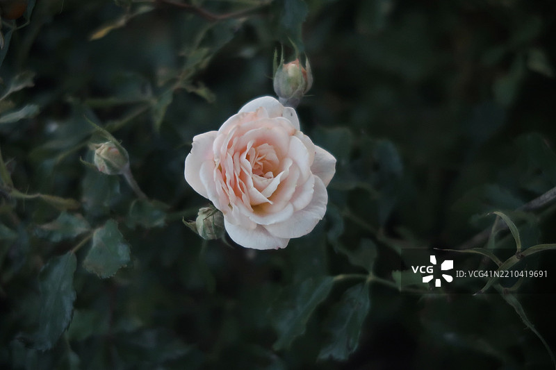 粉色玫瑰特写，康科德，新罕布什尔州，美国图片素材