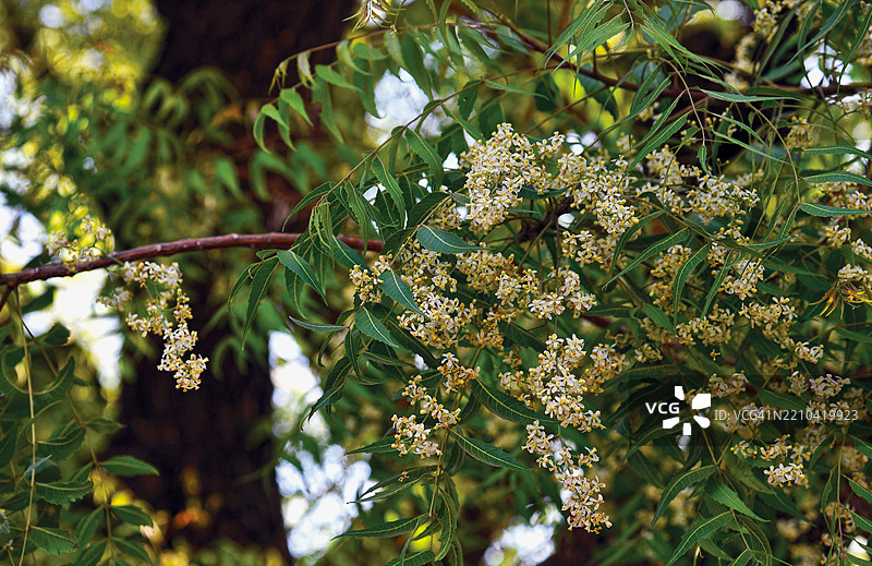 印度苦楝 - Azadirachta indica图片素材