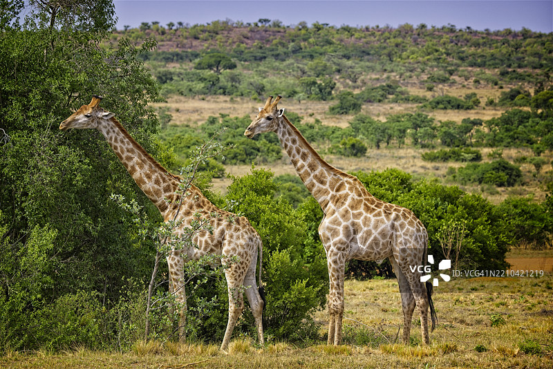两只长颈鹿在散步图片素材