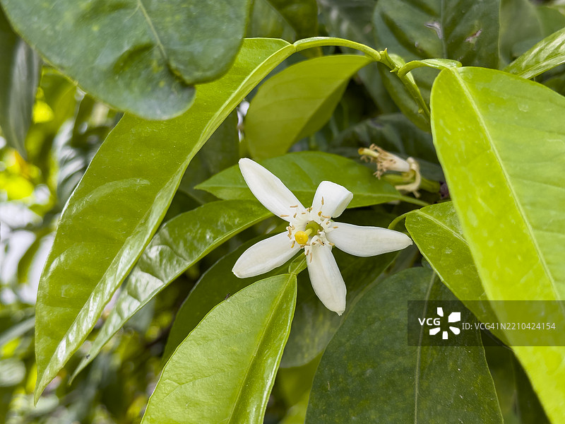橙花，希腊的春天图片素材