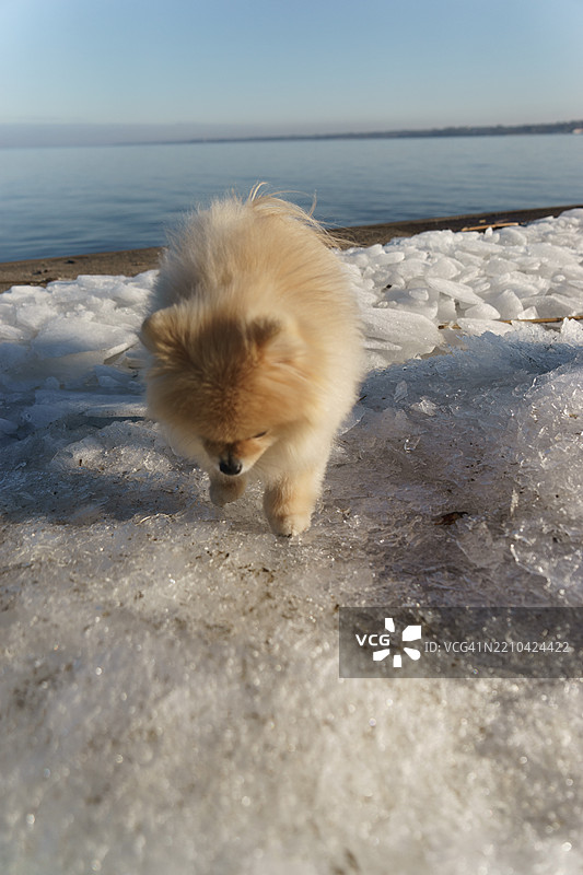 高角度视图的狗在海滩上散步图片素材