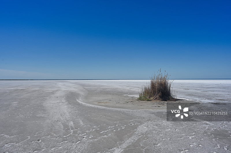 孤独的灌木生长在埃尔顿湖干燥的岸边图片素材