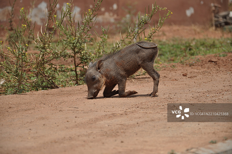 动物在田野上的侧面视图图片素材