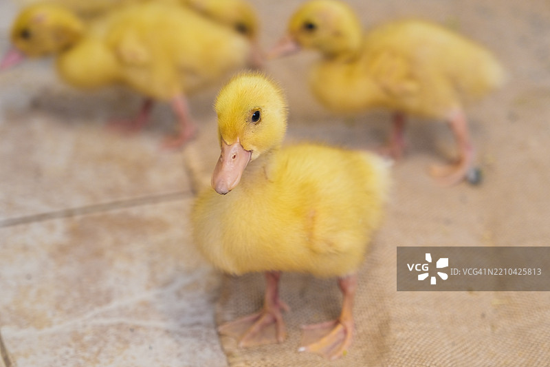 在复活节彩蛋背景下的鸭子图片素材
