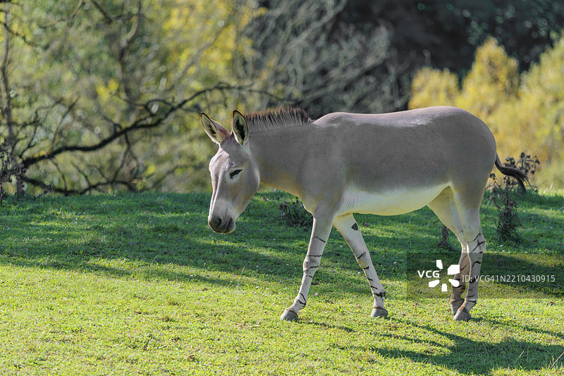 一只索马里野驴（Equus africanus somaliensis）在绿色草地上奔跑图片素材