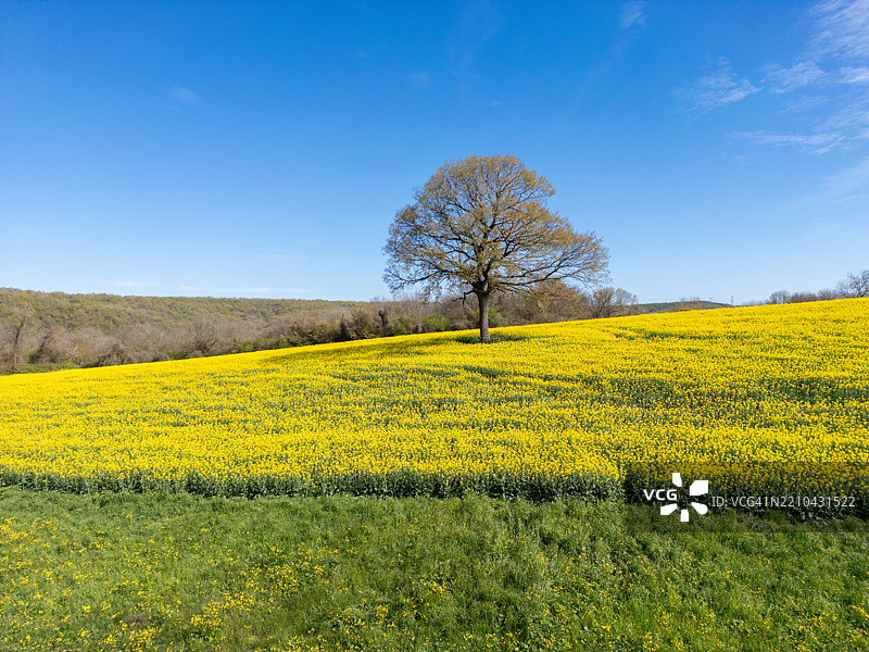 伊斯坦布尔卡塔尔卡的金色田野与孤独的树木 - 春天的梦境图片素材