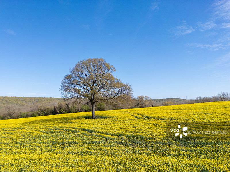 伊斯坦布尔卡塔尔卡的金色田野与孤独的树木 - 春天的梦境图片素材