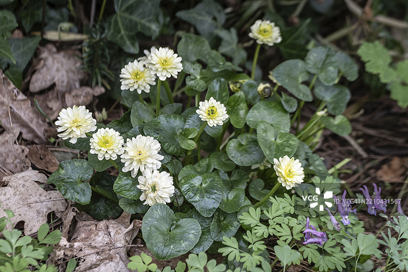 小黄花（Ranunculus ficaria Colwills White），德国下萨克森州，埃姆斯兰，欧洲图片素材