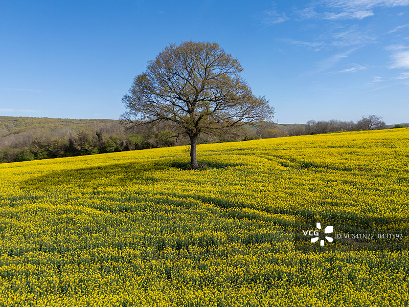 伊斯坦布尔卡塔尔卡的金色田野与孤独的树木 - 春天的梦境图片素材